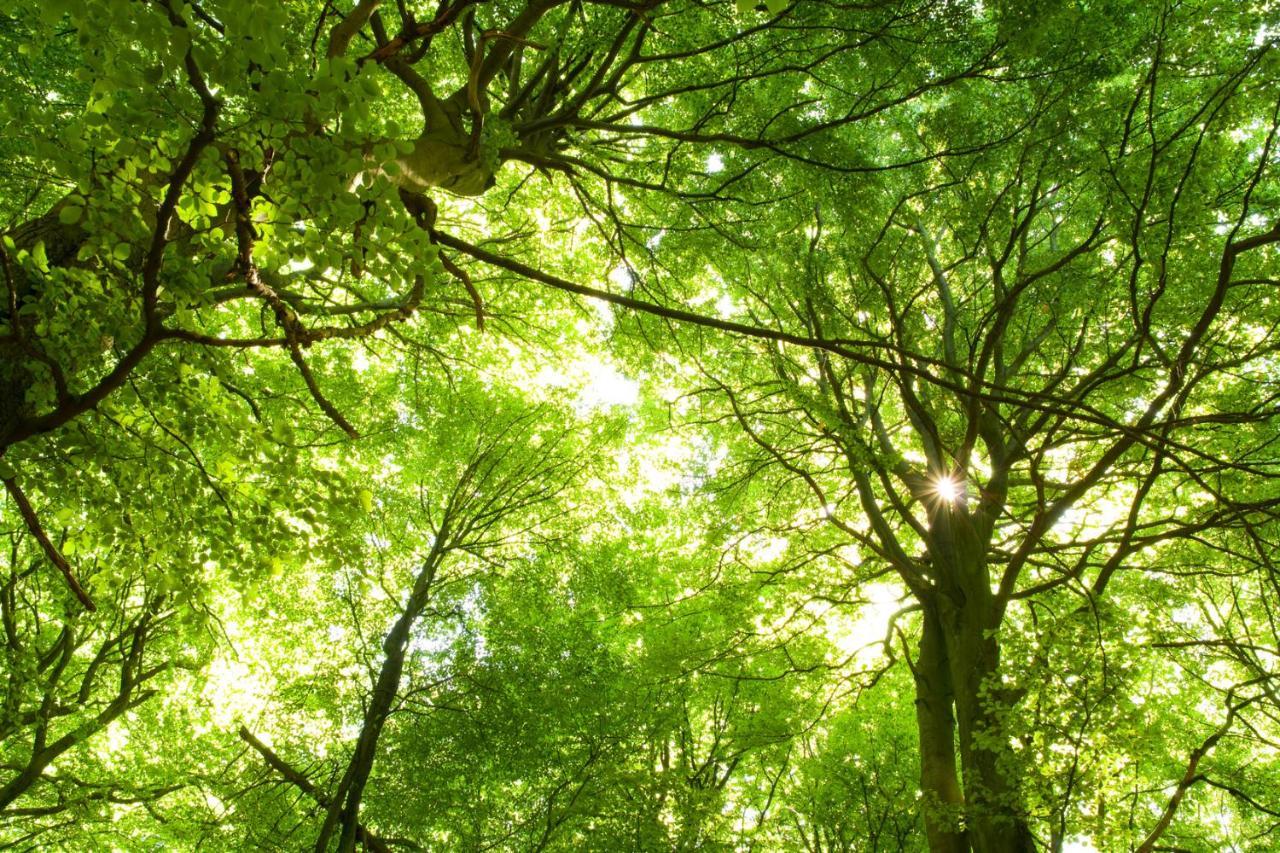 Ferienwohnung Am Weltnaturerbe Grumsin Ziehten Exterior foto