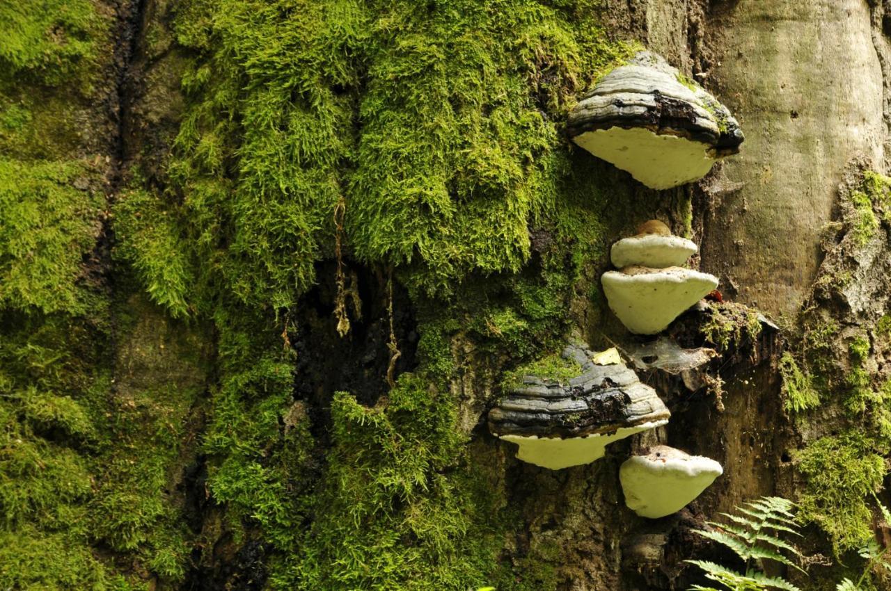 Ferienwohnung Am Weltnaturerbe Grumsin Ziehten Exterior foto