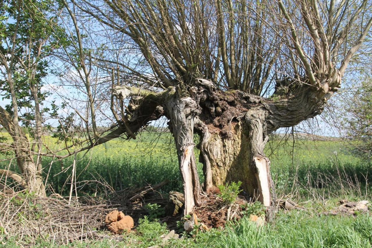 Ferienwohnung Am Weltnaturerbe Grumsin Ziehten Exterior foto